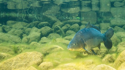 European carp