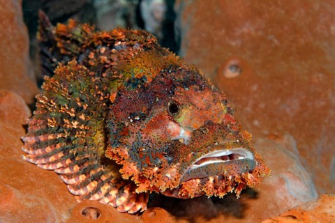 Tassled scorpionfish