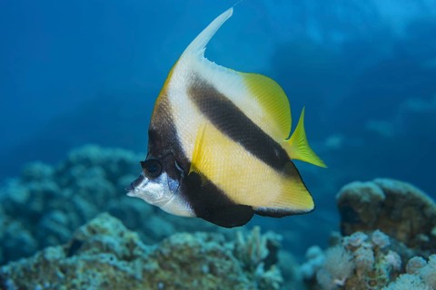 Pennant coralfish