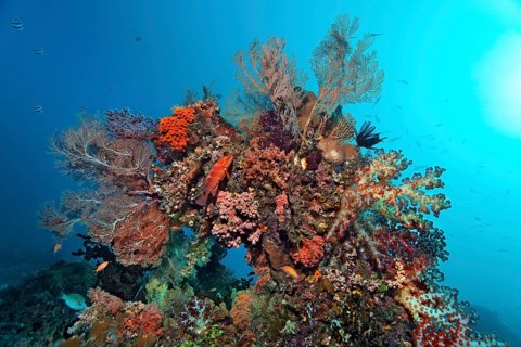 Coral block densely covered with various corals