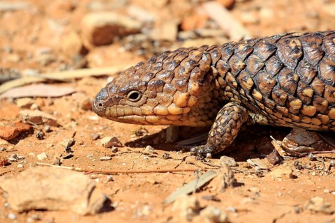 Bobtail skink