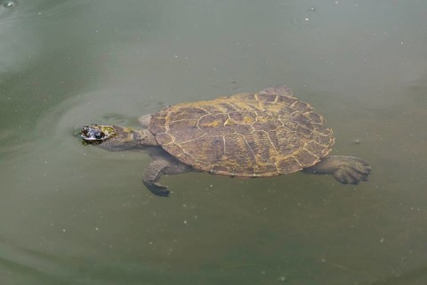 Saw-shelled turtle
