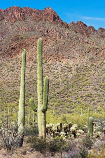 Saguaro Cacti
