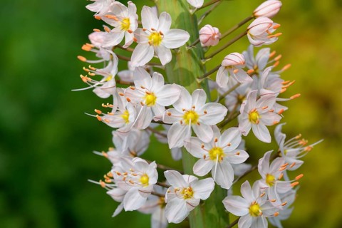 Foxtail lily