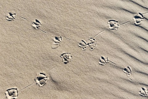 Crossed over animal tracks in the sand
