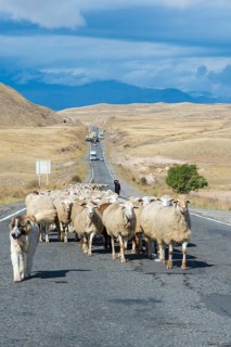 Shephard and Sheepdog conducting a group of sheep down a road