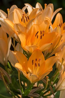 Orange Lilies