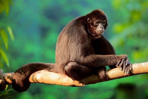 Black ateles paniscus