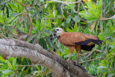 Black-collared Hawk