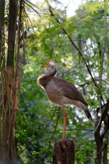 Red-legged Seriema
