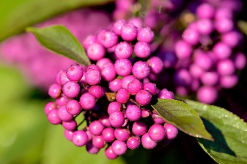 Love pearl shrub