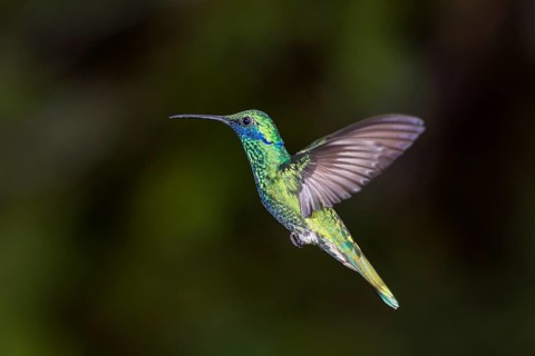 Sparkling violetear
