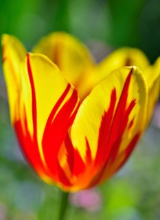 Two-toned flower