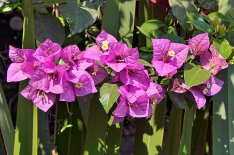 Bougainvillea