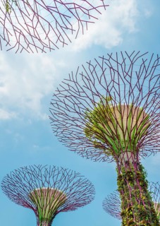 Supertrees