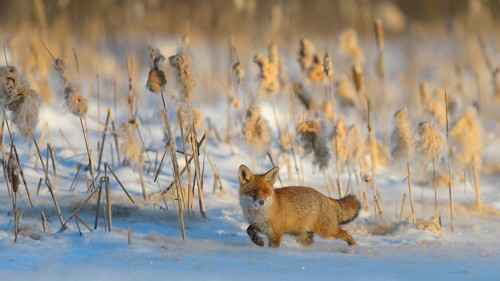 Red fox