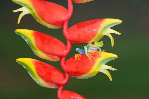 Red-eyed Tree Frog
