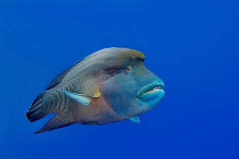 Humphead wrasse