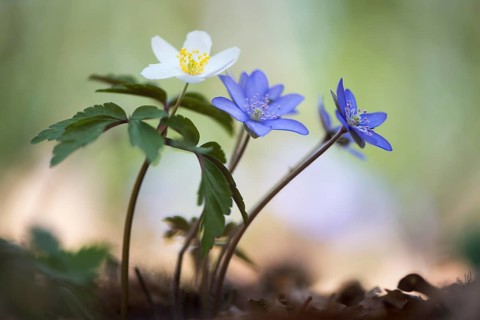 Windflower