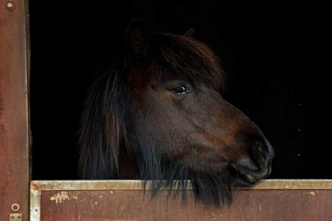 Iceland horse