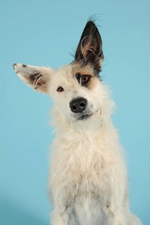 Podenco mongrel