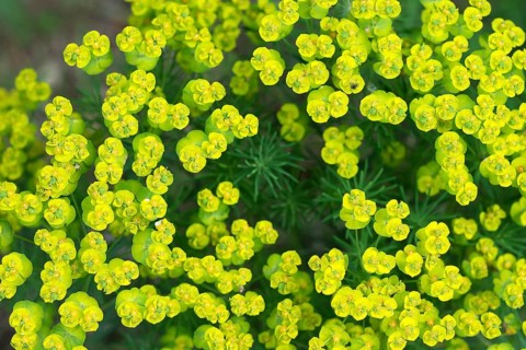 Cypress spurge