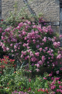 Flowering rosebush