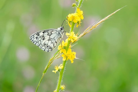 Marbled white