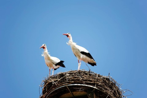 White stork
