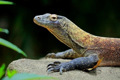 Komodo dragon