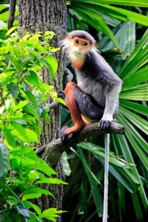 Red-shanked douc