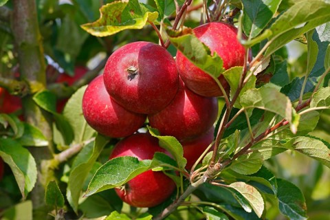 Apple on the apple tree