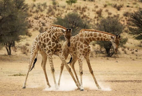 Southern Giraffe