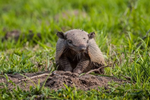 Big hairy armadillo