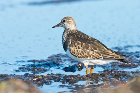 Ruddy Turnstone
