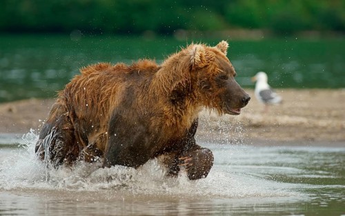 Brown bear