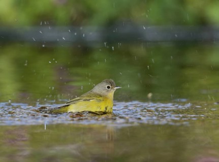 Nashville Warbler