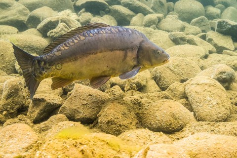 Mirror carp