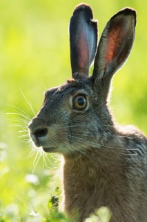 European hare