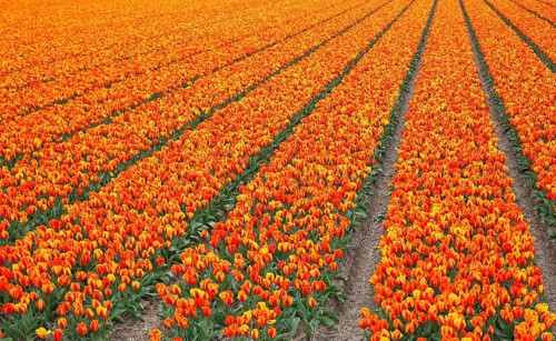 Blooming tulip field