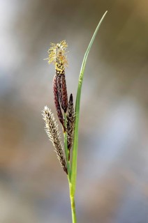 Inflorescence of lesser pond-sedge