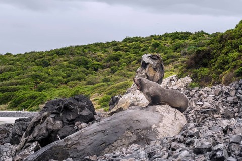 New Zealand Fur Seal