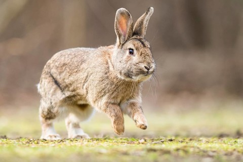 Wild rabbits