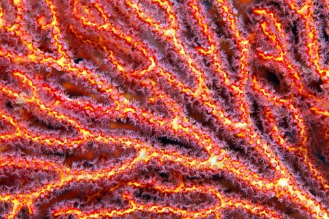 Coral polyps at mopsella sea fan