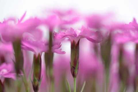 Wood pink