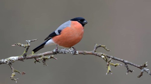 Bullfinch