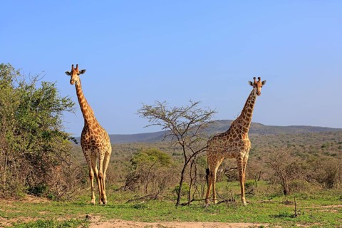 Cape giraffes