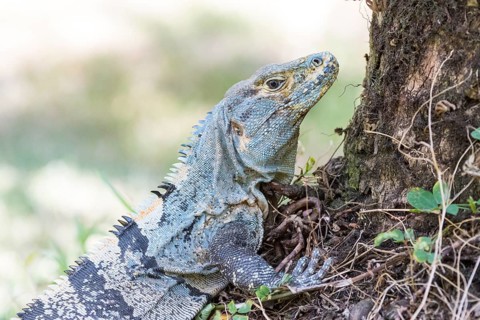 Black spiny-tailed iguana