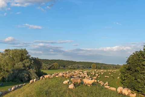 Grassing Black-headed Sheep