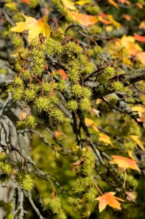 American sweetgum